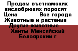 Продам въетнамских вислобрюхих поросят › Цена ­ 2 500 - Все города Животные и растения » Другие животные   . Ханты-Мансийский,Белоярский г.